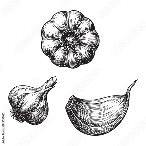 Handdrawn vintage style illustration of garlic bulb and clove