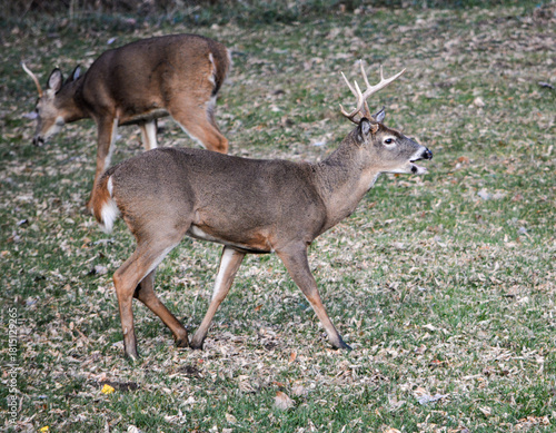 10-point buck in SE Michigan. He was injured in his left rear leg.
