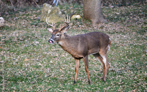 10-point buck in SE Michigan. He was injured in his left rear leg.