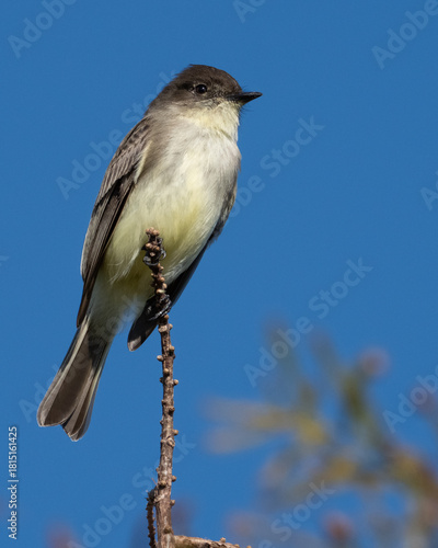 Eastern Phoebe Perched