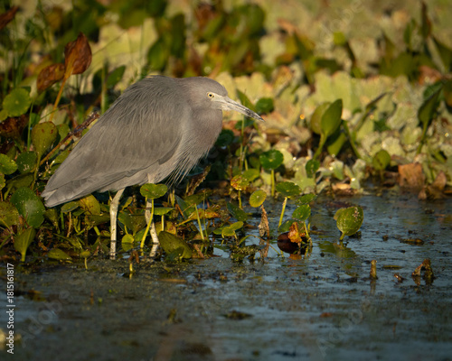 Little Blue Heron Hunting Along the Wetland