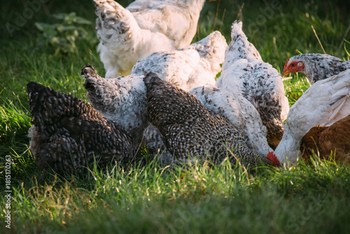 Free-range farm chickens foraging in green grass