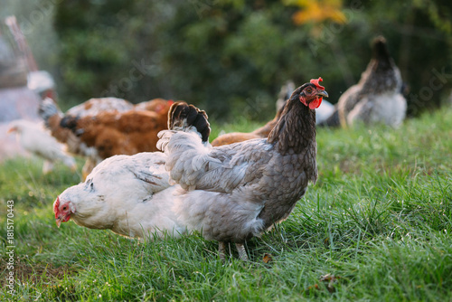 Free range chickens grazing on green grass
