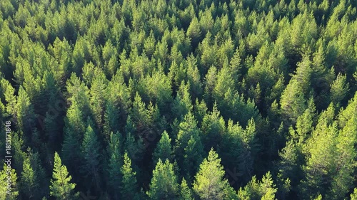 Breathtaking aerial footage moving over a vast, dense pine forest in the Swedish countryside, with vibrant green treetops stretching as far as the eye can see under the bright sunlight