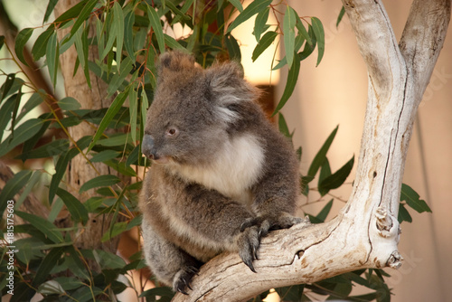 the koala is walking along a branch