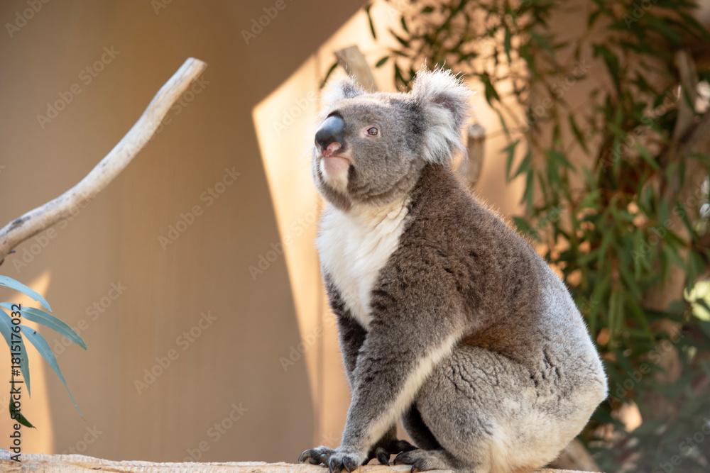 Fototapeta premium this is a side view of a koala