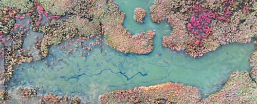 Horizontal aerial texture of a swampy lagoon filled with turquoise water and surrounded by islands of pink marsh plants creating a unique abstract nature design from above