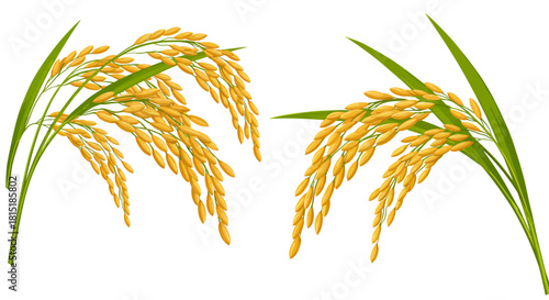 A vibrant vector illustration of golden rice plants, rendered in a PNG format, showcasing the beauty of agriculture and the staple food source in a clean, modern design.