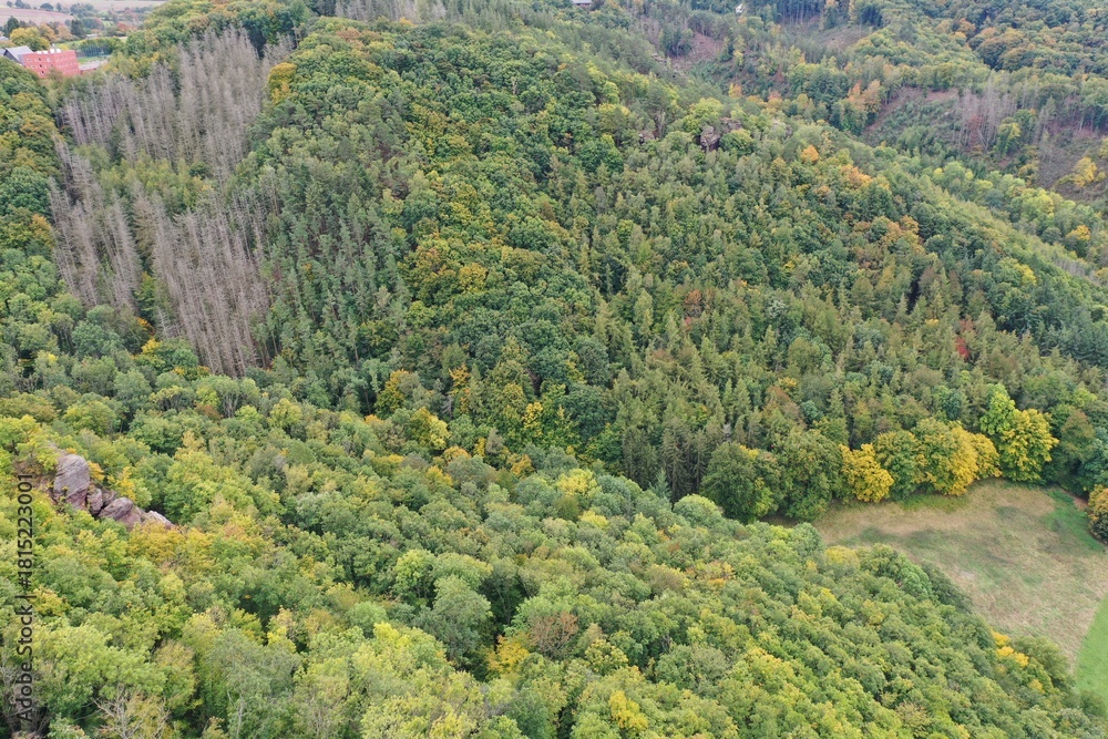 Fototapeta premium forest in the mountains