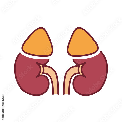 Stylized illustration of two human kidneys with adrenal glands on top. Vector Illustrations. EPS Editable