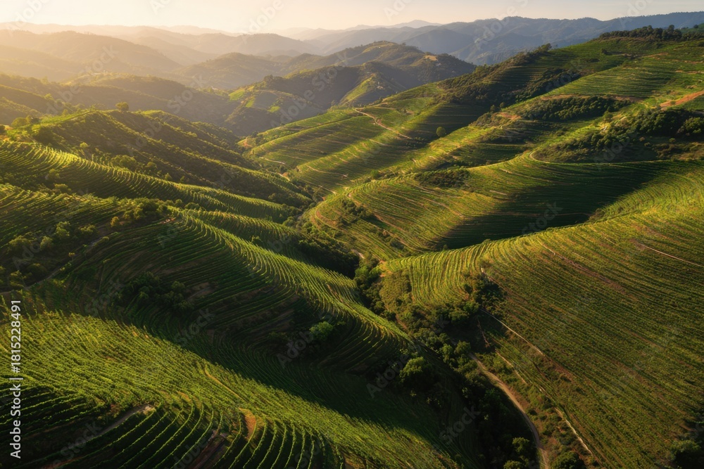 Obraz premium Serene Aerial View of Lush Green Rolling Hills in the Golden Hour Light