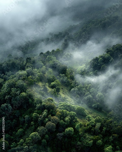 Dense forest landscape shrouded in mist, showcasing lush greenery and atmospheric fog in a tranquil, natural setting
