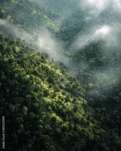 Aerial view of lush green forest with mist and fog in the valley during early morning light and natural scenery