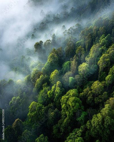 Lush green forest shrouded in mist showcasing rich textures and vibrant foliage in a serene and tranquil landscape
