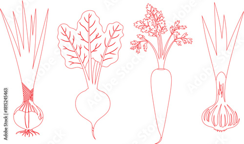 Outlined Vegetables Red Line Drawing of Onion, Beet, Carrot, and Garlic with Green Tops