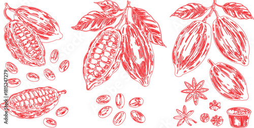 Red Line Art Depicting Cacao Pods, Beans, Star Anise, and Flavors on White Background