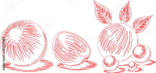 Red Line Art of Oranges, Sliced Orange, and Small Oranges with Leaves on White