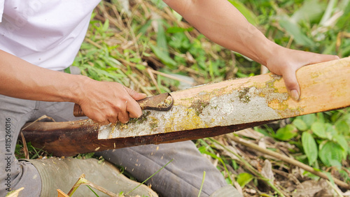 closeup, cinnamon farmer scraping off outer skin from a fresh harvested bark using scraper tool, sumatra, indonesia, southeast asia