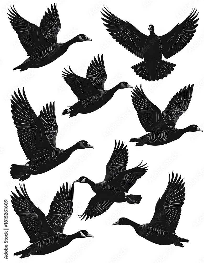 Obraz premium Black silhouette flock of geese in flight, multiple poses on white background