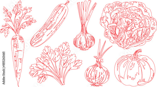 Red Outline Illustration Carrot, Cucumber, Garlic, Parsley, Onion, Cabbage, and Pumpkin Vegetables