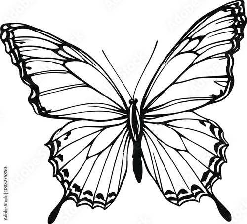 Minimalist bold line drawing of a butterfly in flight 1