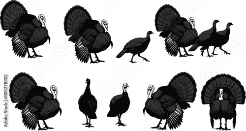 Turkey illustration set, wild turkey bird collection, male and female turkey poses, detailed poultry vector art, farm animal design pack