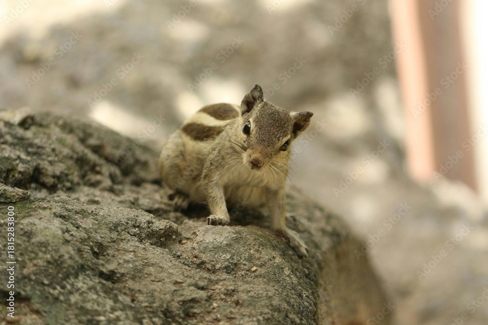 Naklejka premium Squirrel eating food while sitting on rock