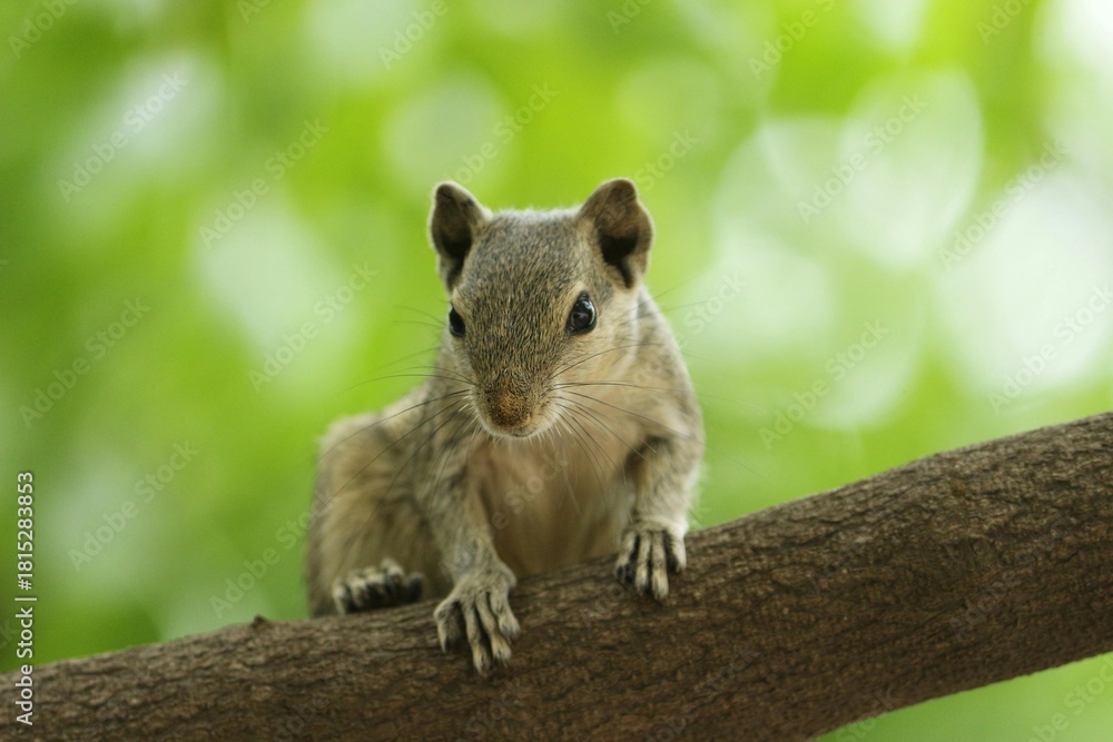 Obraz premium Indian Palm Squirrel with Green Bokeh Background – Wildlife Close-Up