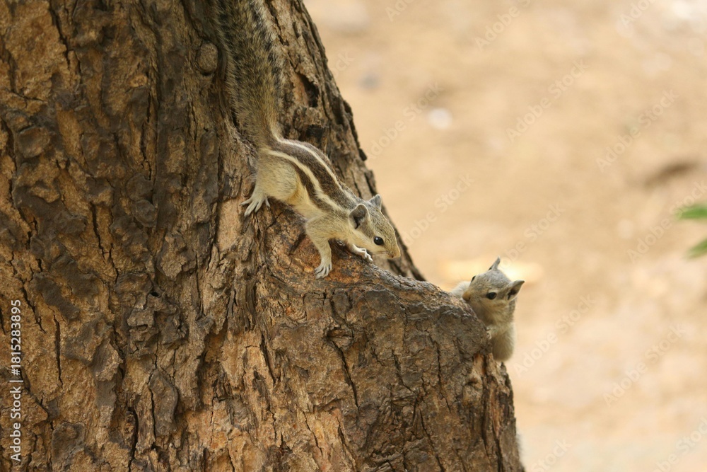 Naklejka premium Indian Palm Squirrel Climbing Up a Tree in Natural Habitat