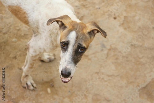 Indian Street Dog Looking Up – Emotional Pet Portrait