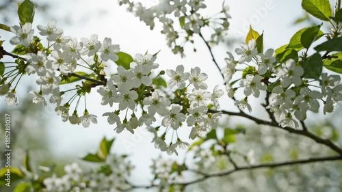 Spring white blossoms blooming on tree plant, delicate flower natures renewal, vibrant green leaves, soft sunlight, peaceful beauty