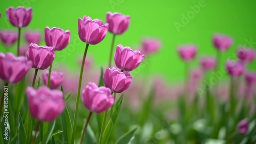 Vibrant Purple Tulip Garden Spring Bloom, Delicate Petal, Natures Joyful Renewal, Cheerful Display of Spring Beauty and Natural Elegance
