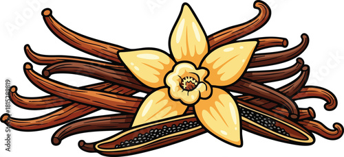 Vanilla Bean Pods And Flower Vector Illustration Isolated On White Background