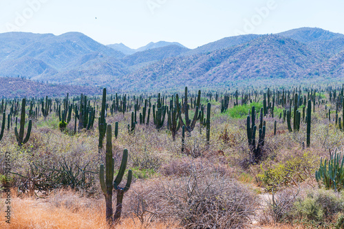 Mexican giant cardon cactus field in the desert in Baja California Sur La Paz Mexico (Pachycereus pringlei)