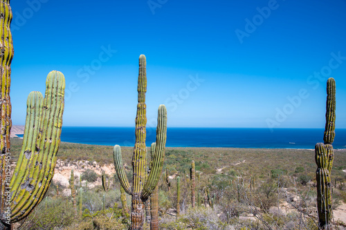 Mexican giant cardon cactus field in the desert in Baja California Sur La Paz Mexico (Pachycereus pringlei)