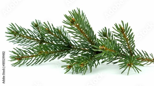 Isolated green pine evergreen branch with needle detail, showcasing natures serene beauty, symbol of winter calm and festive spirit