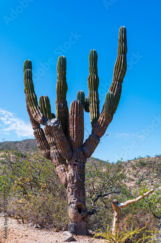Mexican giant cardon cactus field in the desert in Baja California Sur La Paz Mexico (Pachycereus pringlei)