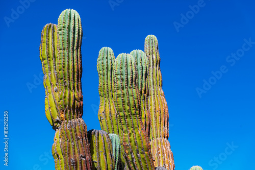 Mexican giant cardon cactus field in the desert in Baja California Sur La Paz Mexico (Pachycereus pringlei)