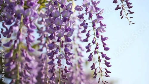 Purple Wisteria Flower Bloom Natures Spring Garden Grace, Serenity Evoked by Cascading Blooms, Tranquil Beauty and Gentle Arrival Peaceful Atmosphere