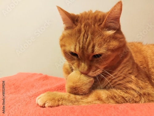 足にキスをする猫