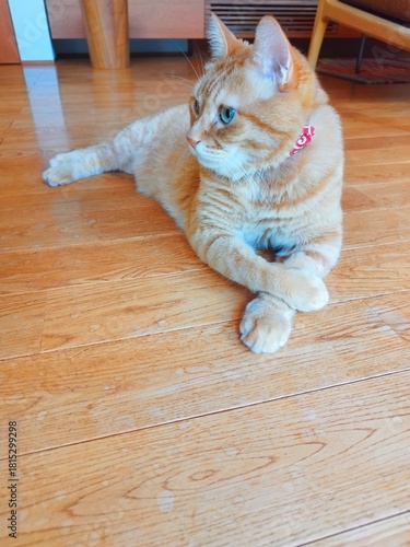 足を組んでくつろぐ猫