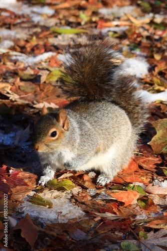 Squirrel in Autumn Leaves with snow