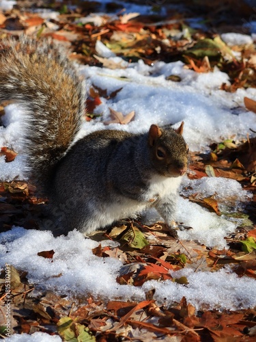 Squirrel in Autumn Leaves with snow