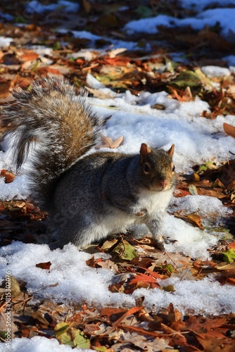 Squirrel in Autumn Leaves with snow
