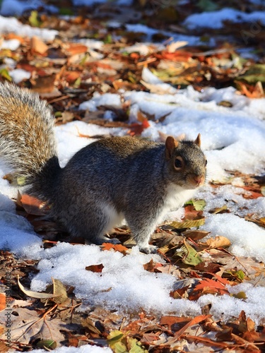 Squirrel in Autumn Leaves with snow