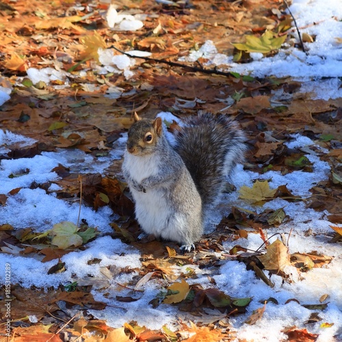 Squirrel in Autumn Leaves with snow
