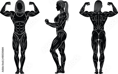 Female bodybuilder illustration set, muscular anatomy poses, fitness physique vector, strong athletic woman artwork, bodybuilding silhouette design collection
