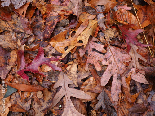 fallen wet leaves during foliage