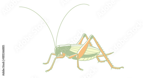 Vector illustration of a grasshopper on white