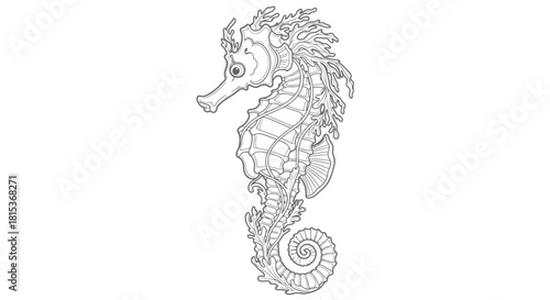 Detailed Seahorse Line Art Illustration
